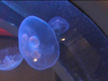 Episode 3, The Jellyfish Tank