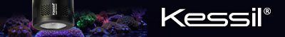 Kessil LED Lights