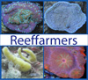 Reef Farmers